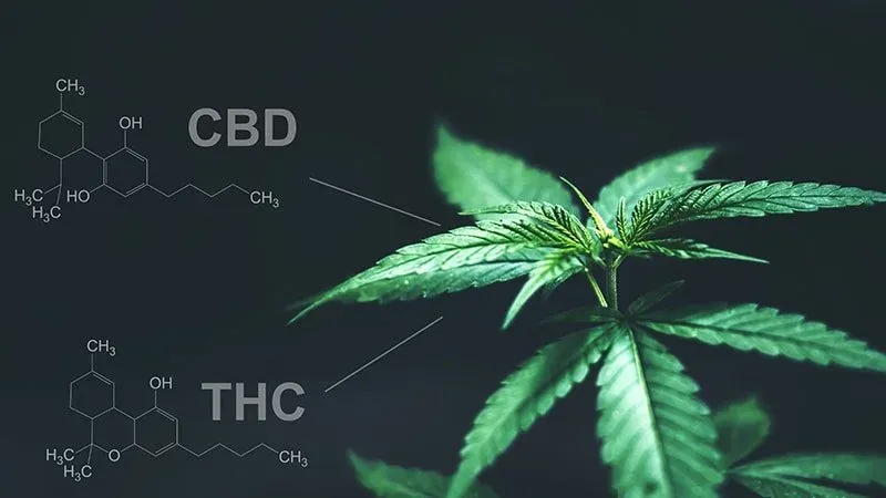 diferencia entre CBD y THC esquema moleculas