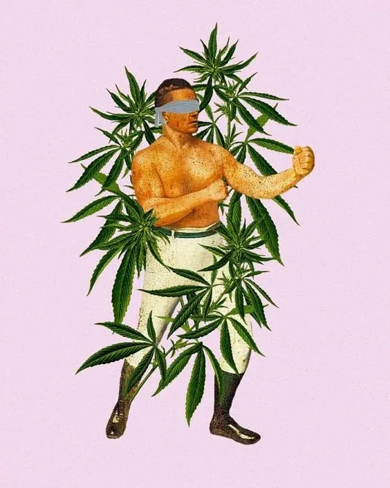 diferencia entre CBD y THC boxer