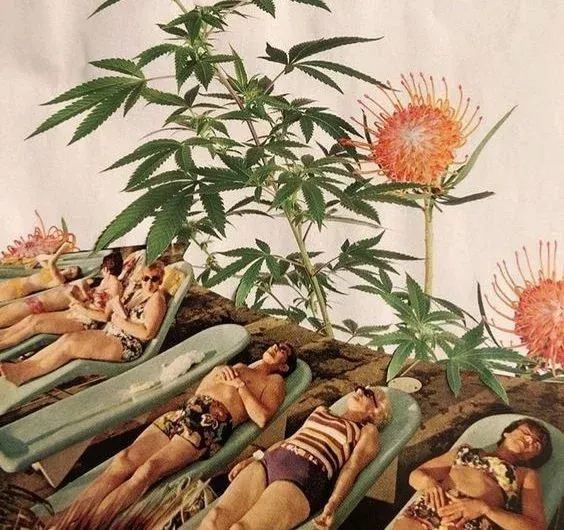 Descubre los Beneficios del CBD para el Verano y como Disfrutar al Máximo