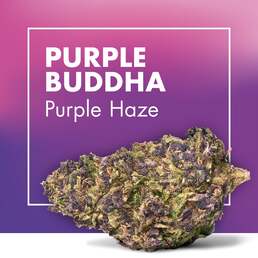 Flores CBD PURPLE BUDDHA (Purple Haze) - Cannactiva - WeWeed