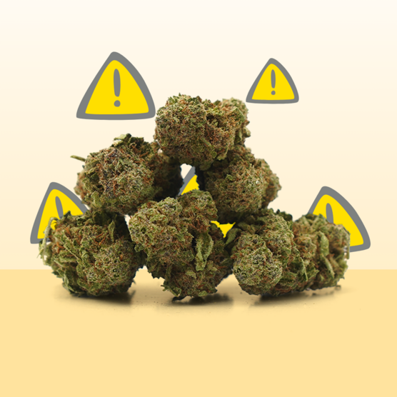 CBD Critical ⚠️ [Indoor] - Mama Kana - WeWeed