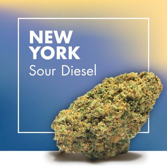 Flores CBD NEW YORK (Sour Diesel CBD) - Cannactiva - WeWeed