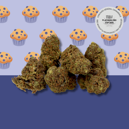 Blueberry con CBD 🫐 [Greenhouse] - Mama Kana - WeWeed