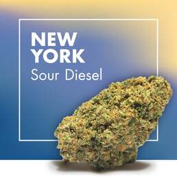 Flores CBD NEW YORK (Sour Diesel CBD) - Cannactiva - WeWeed
