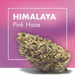 Flores CBD HIMALAYA (Pink Haze) - Cannactiva - WeWeed