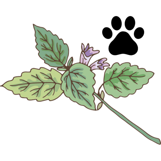 Catnip – Nepeta Cataria - Sweed - WeWeed