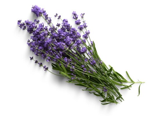 Lavanda - Sweed - WeWeed