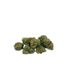 Pop Corn Snow White - Flower Farm - WeWeed
