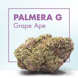 Flores CBG PALMERA G (Grape Ape) - Cannactiva - WeWeed