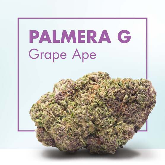 Flores CBG PALMERA G (Grape Ape) - Cannactiva - WeWeed