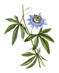 Passiflora (Passiflora incarnata) - Sweed - WeWeed