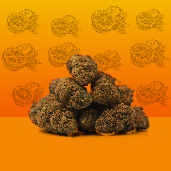 Orange Bud CBD 🍊 [Greenhouse] - Mama Kana - WeWeed