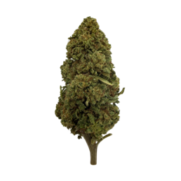 Pineapple - Flower Farm - WeWeed