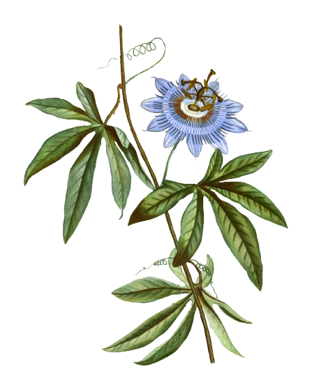 Passiflora (Passiflora incarnata) - Sweed - WeWeed