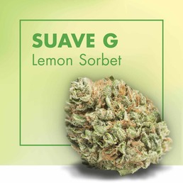 Flores CBD SUAVE G (Lemon Sorbet) - Cannactiva - WeWeed