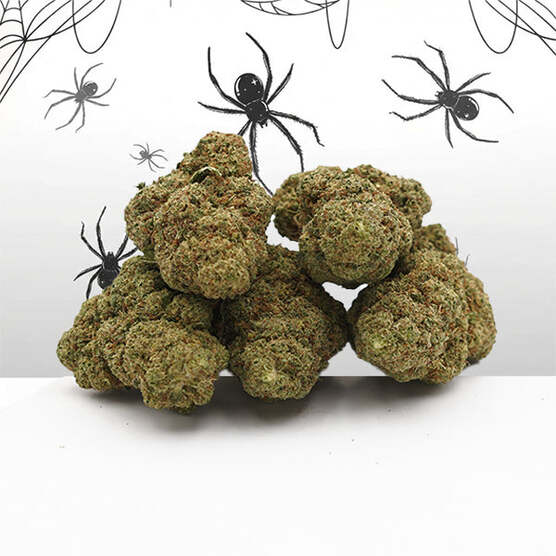 White Widow Small Buds - Mama Kana - WeWeed