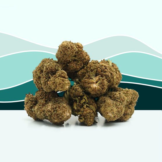 OG Kush CBD 👮 [Greenhouse] - Mama Kana - WeWeed