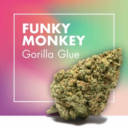 Flores CBD FUNKY MONKEY (Gorilla Glue) - Cannactiva - WeWeed