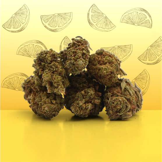CBD Lemon Small Buds 🍋 - Mama Kana - WeWeed