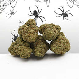 White Widow Small Buds - Mama Kana - WeWeed