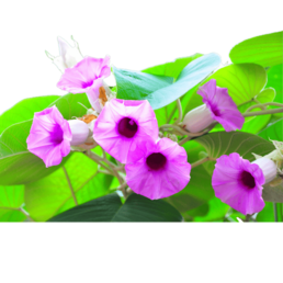 LSA (amida de ácido D-lisérgico o ergina) - Sweed - WeWeed
