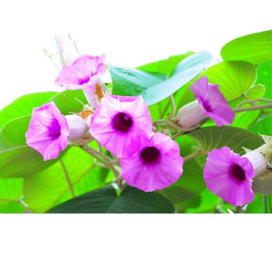 LSA (amida de ácido D-lisérgico o ergina) - Sweed - WeWeed