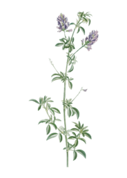 Nepeta Cataria (catmint) 80 gr. - Sweed - WeWeed