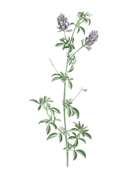 Nepeta Cataria (catmint) 80 gr. - Sweed - WeWeed