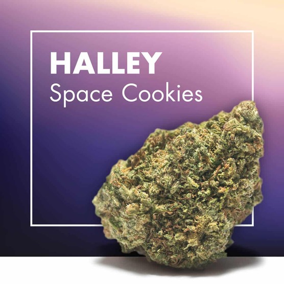 Flores CBD HALLEY (Space Cookies CBD) - Cannactiva - WeWeed