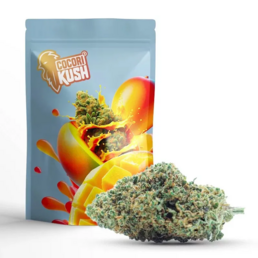 GELATO CBD GREEN HOUSE - CocoriKush - WeWeed