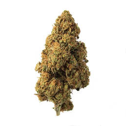 Cogollo de Flor Aromática de CBD al 15,22% · La Cordobesa Limonera - ProfesorCBD - WeWeed