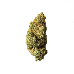 Cogollo de Flor Aromática de CBD Indoor al 23,58% · La Cordobesa Súper Limonera (Lemon Haze) - ProfesorCBD - WeWeed