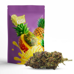 PURPLE PUNCH CBD INDOOR - CocoriKush - WeWeed