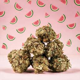 Watermelon CBD 🍉 [Outdoor] - Mama Kana - WeWeed