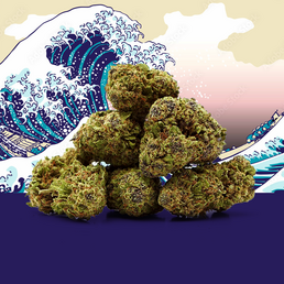 Blue Zushi CBD 🍣 [Greenhouse] - Mama Kana - WeWeed