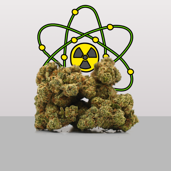 Plutonio ☢️ [Hydroponics] - Mama Kana - WeWeed