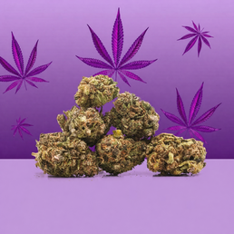 Purple Haze CBD Small Buds 🟣 - Mama Kana - WeWeed