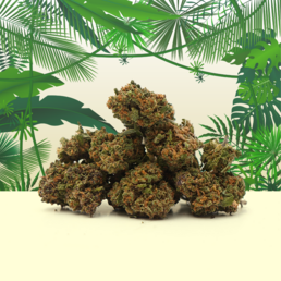 Tropical Haze CBD Pequeños Cogollos🌴 - Mama Kana - WeWeed