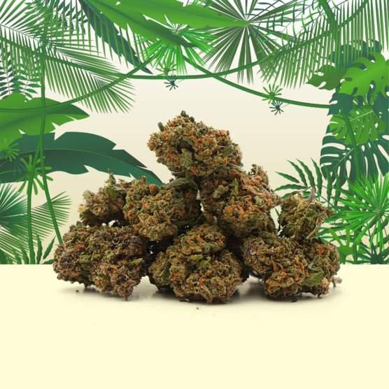 Tropical Haze CBD Pequeños Cogollos🌴 - Mama Kana - WeWeed