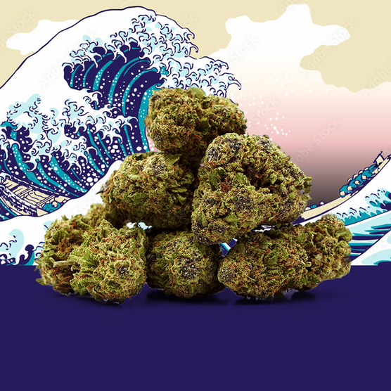Blue Zushi CBD 🍣 [Greenhouse] - Mama Kana - WeWeed