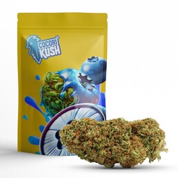 BLUEBERRY MUFFIN CBD - CocoriKush - WeWeed