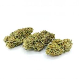 AMNESIA GOLD INDOOR - Cannabis Light Spain - WeWeed