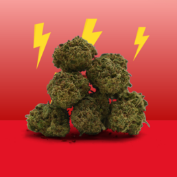 Cannatonic CBD ⚡️ [Greenhouse] - Mama Kana - WeWeed