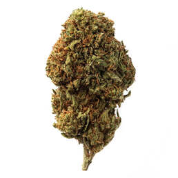 Cogollo de Flor Aromática de CBD al 16,30% · La Cordobesa Vikinga - ProfesorCBD - WeWeed