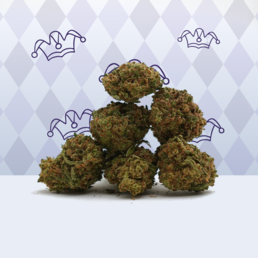Harlequin CBD 🤡 [Greenhouse] - Mama Kana - WeWeed