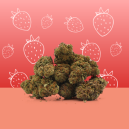 Strawberry 🍓 [Indoor] - Mama Kana - WeWeed