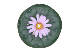 Cactus Sagrados - Sweed - WeWeed
