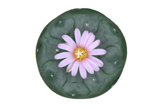 Cactus Sagrados - Sweed - WeWeed