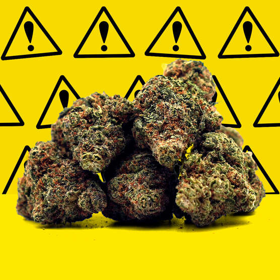 Critical+ 2,0 CBD [Hidropónico] ⚡ - Mama Kana - WeWeed