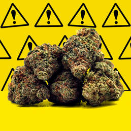 Critical+ 2,0 CBD [Hidropónico] ⚡ - Mama Kana - WeWeed